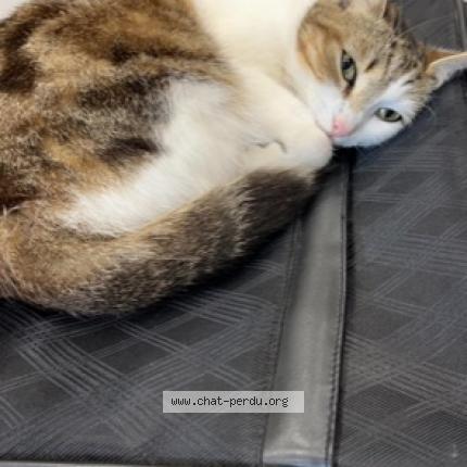 Photo 1/1 Chat retrouvé Perdu à Le perray en yvelines