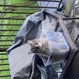 Photo de chat perdu à Maple Ridge