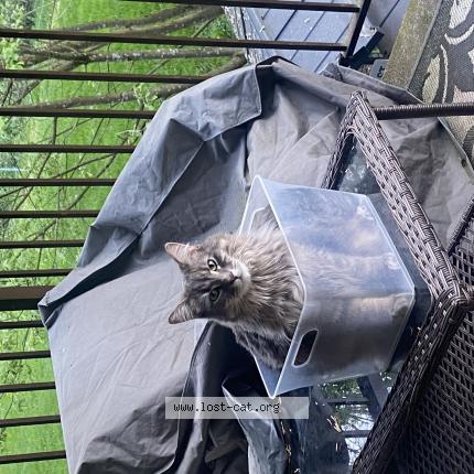 Photo 1/1 Chat retrouvé Perdu à Maple ridge