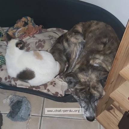 Photo 1/1 Chat retrouvé Perdu à Montauban
