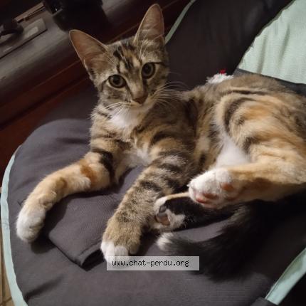 Photo 1/1 Chat retrouvé Perdu à Bordeaux
