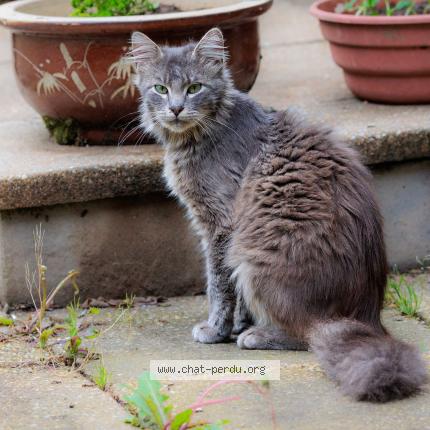 Photo de chat trouvé à Saint Thurien