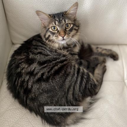 Photo de chat perdu à Paris