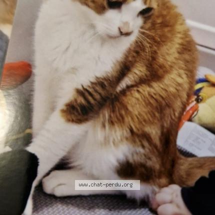 Photo de chat perdu à Saran