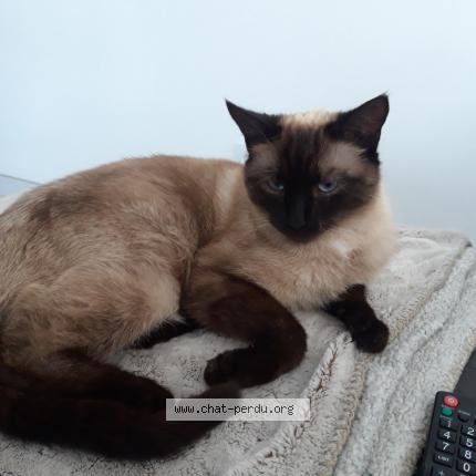 Photo 1/1 Chat retrouvé Perdu à Chezeneuve