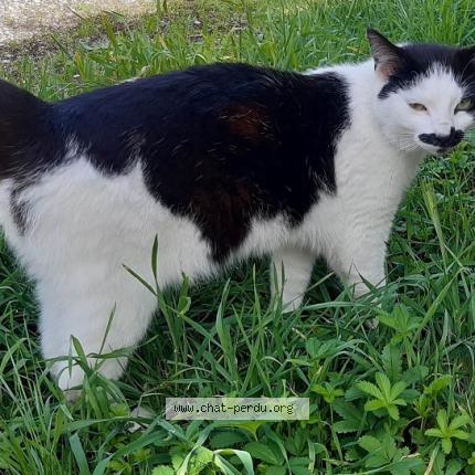 Photo de chat trouvé à Lamasquere