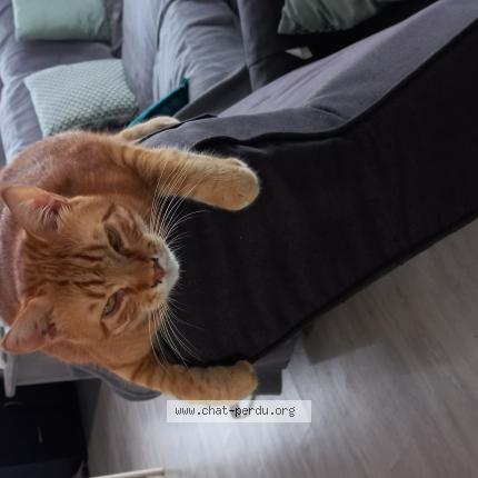 Photo 1/1 Chat retrouvé Perdu à Auterive
