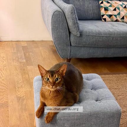 Photo 1/1 Chat retrouvé Perdu à Paris