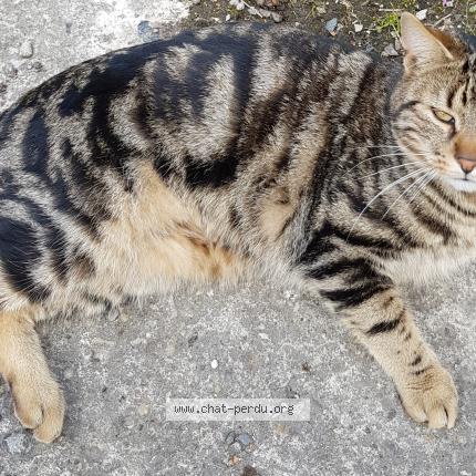 Photo de chat perdu à La Malmaison