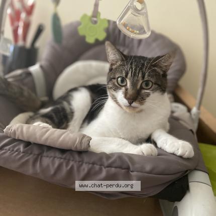 Photo de chat perdu à Savonnieres
