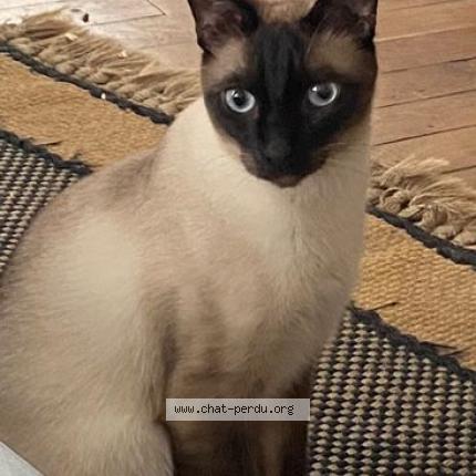 Photo 1/1 Chat retrouvé Perdu à Paris