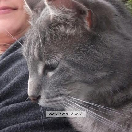 Photo de chat perdu à Lavelanet
