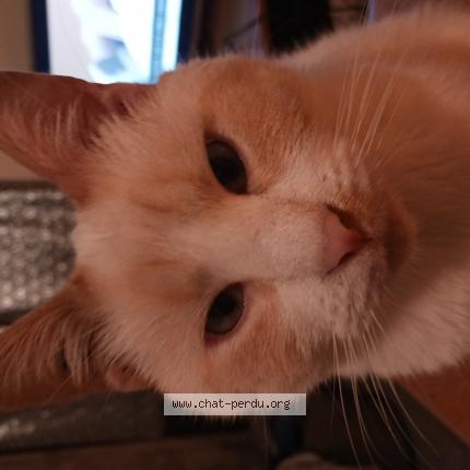 Photo de chat perdu à Tarascon