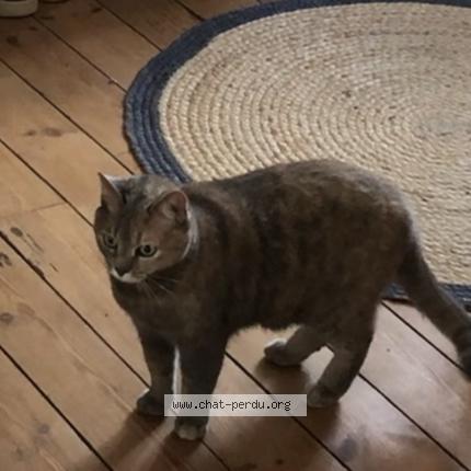 Photo de chat perdu à Lorient