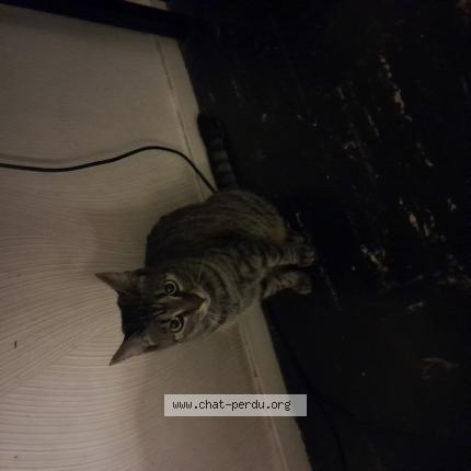 Photo 1/1 Chat retrouvé Perdu à Verdun