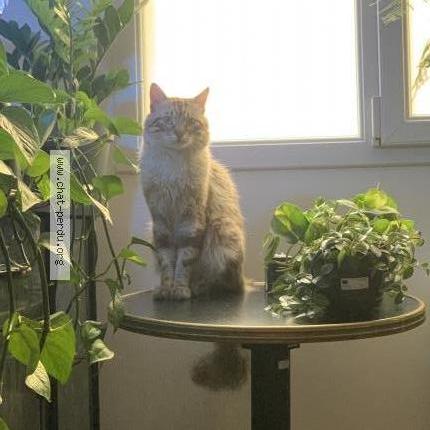 Photo 1/2 Chat retrouvé Perdu à Reims