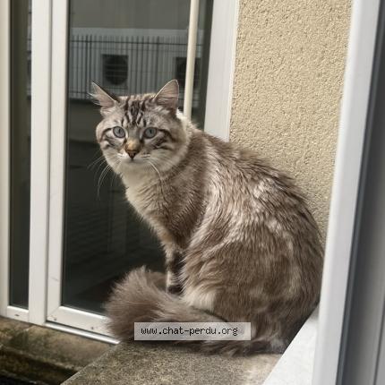 Photo 2/2 Chat retrouvé Perdu à Reims
