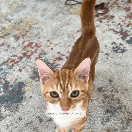 Photo de chat perdu à Lyon