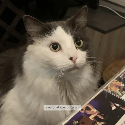 Photo 1/1 Chat retrouvé Perdu à Montbrison