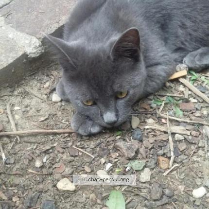 Photo de chat perdu à Courbevoie