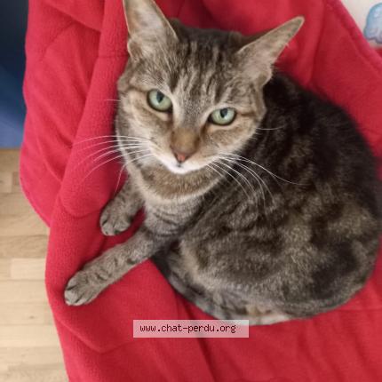 Photo de chat perdu à Rungis