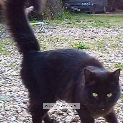 Photo de chat perdu à Talensac