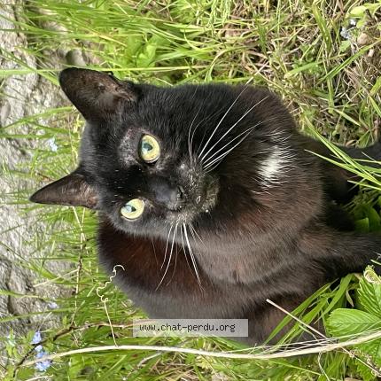 Photo 1/1 Chat retrouvé Trouvé à Montigny Les Metz