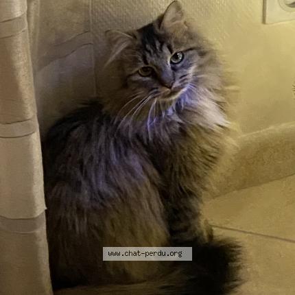 Photo de chat perdu à Bures Sur Yvette