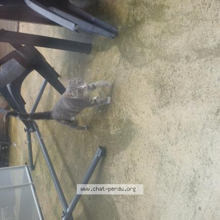 Photo de chat trouvé à Saint Etienne