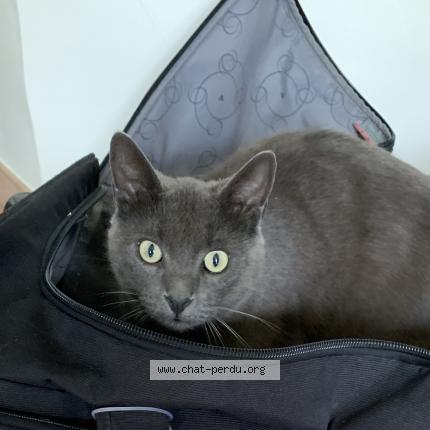 Photo de chat perdu à Le Conquet