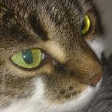 Photo de chat trouvé à Brantford