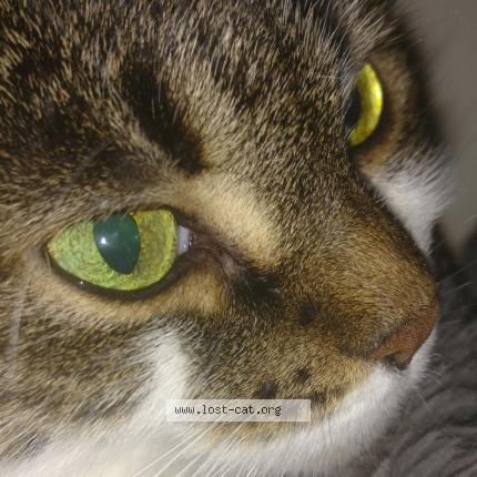 Photo 1/1 Chat retrouvé Trouvé à Brantford