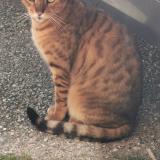 Photo de chat perdu à Chanay