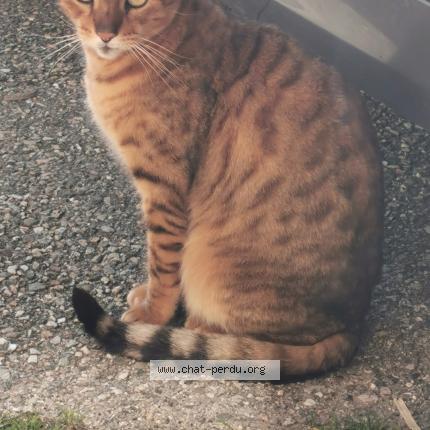 Photo 1/1 Chat retrouvé Perdu à Chanay
