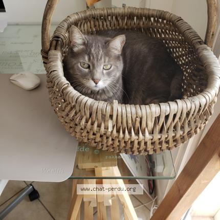 Photo de chat perdu à Marlioz