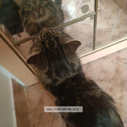 Photo 4/5 Blobby Chat perdu à Castanet tolosan