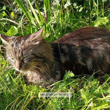 Photo 5/5 Blobby Chat perdu à Castanet tolosan