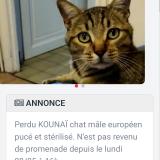 Photo de chat perdu à Limay