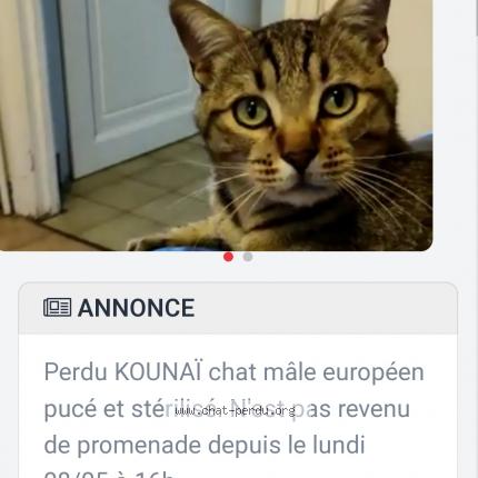 Photo 1/1 Chat retrouvé Perdu à Limay