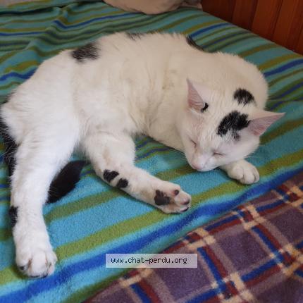 Photo 1/1 Chat retrouvé Perdu à Villefranche Sur Saone