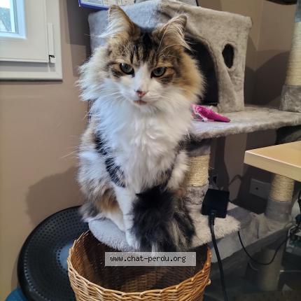 Photo de chat perdu à Canet En Roussillon
