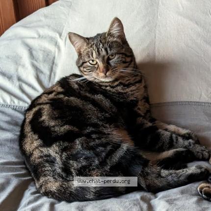 Photo 1/1 Chat retrouvé Perdu à Corbeil Essonnes