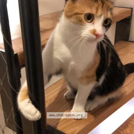Photo de chat perdu à Montreuil