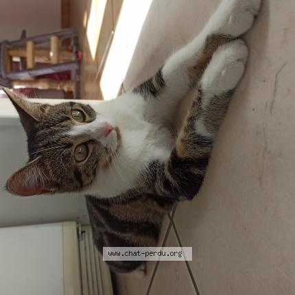 Photo de chat perdu à Parthenay 79200