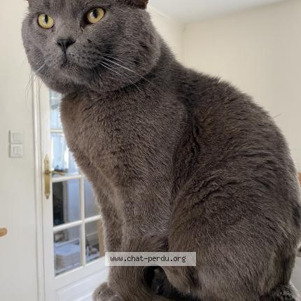 Photo de chat perdu à Orleans