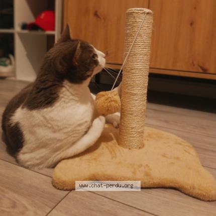 Photo 1/1 Chat retrouvé Perdu à Nimes