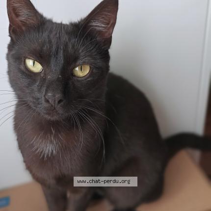 Photo de chat perdu à Dijon