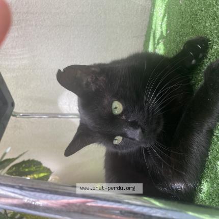 Photo de chat perdu à Nimes