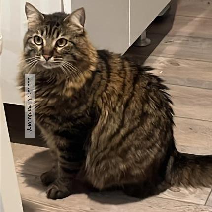Photo de chat perdu à Lorgues