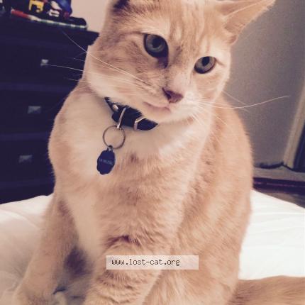 Photo 1/1 Chat retrouvé Perdu à Brampton